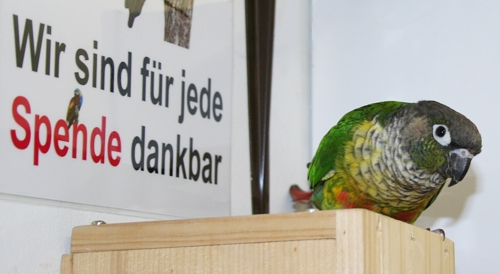 Papageien partnervermittlung schweiz